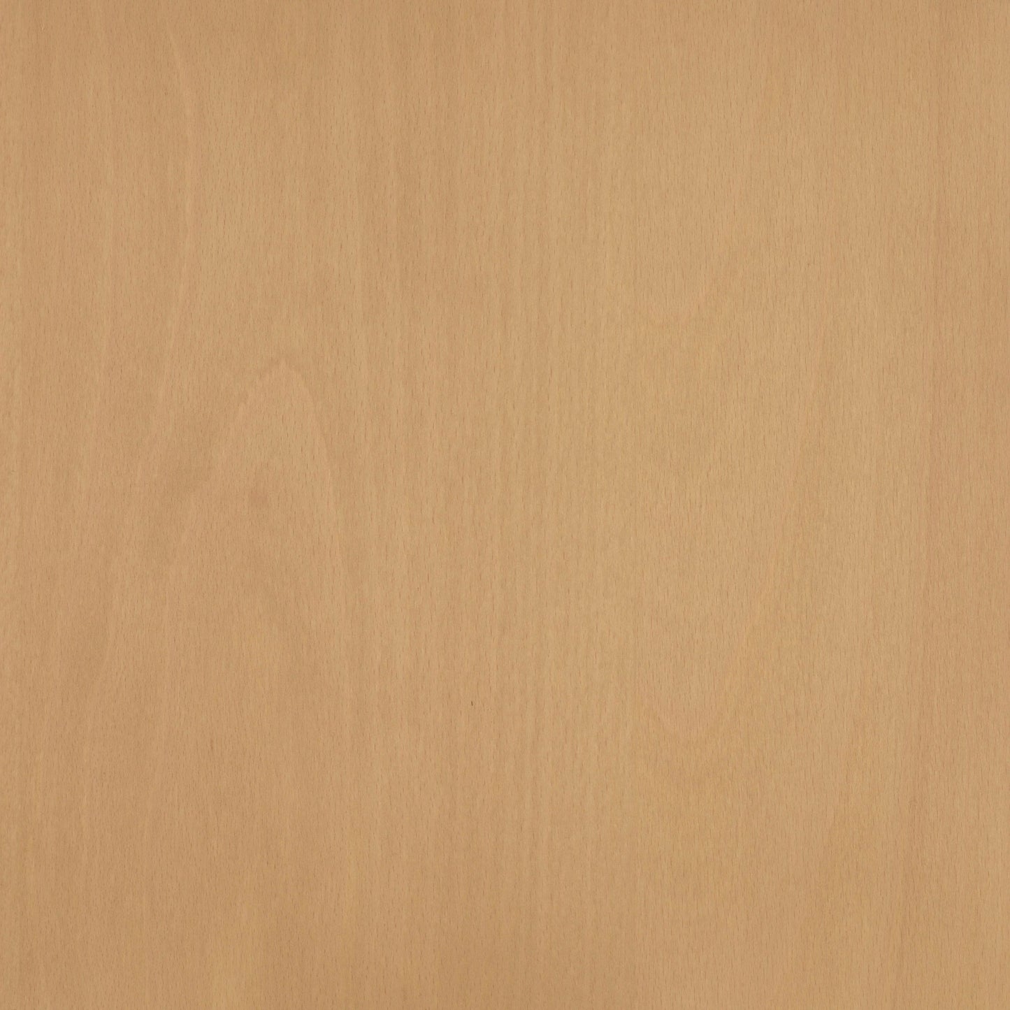 Beech